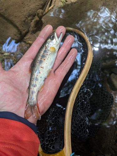 アマゴの釣果