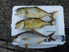 シオの釣果