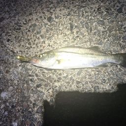 セイゴ（マルスズキ）