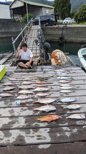 マダイの釣果