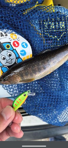 イワナの釣果