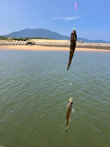 ハゼの釣果