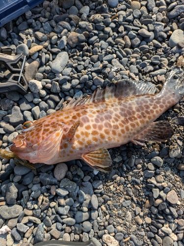 オオモンハタの釣果