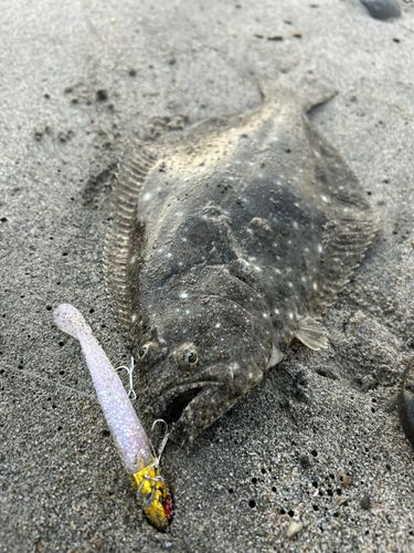 ソゲの釣果
