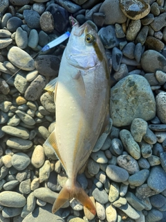 ショゴの釣果