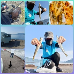 カマスの釣果