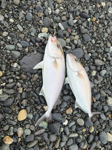 ショゴの釣果
