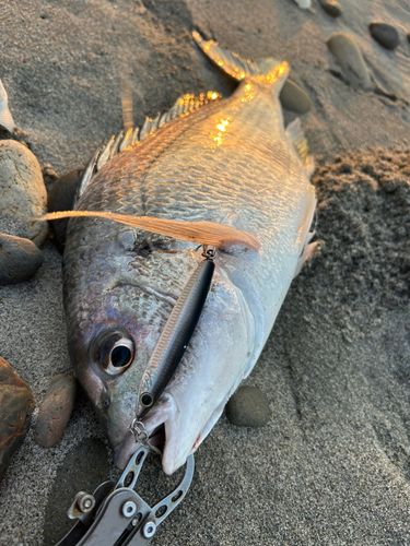 キビレの釣果