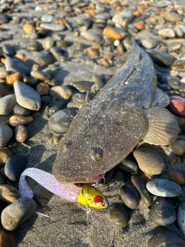 マゴチの釣果