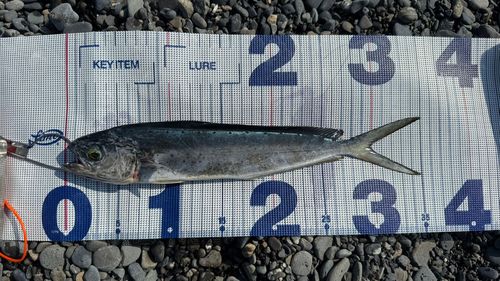 シイラの釣果