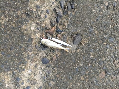 シロサバフグの釣果