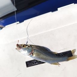 セイゴ（マルスズキ）