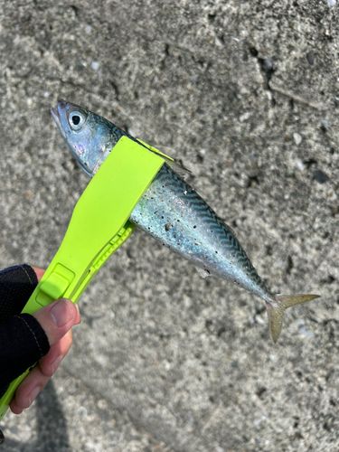 サバの釣果