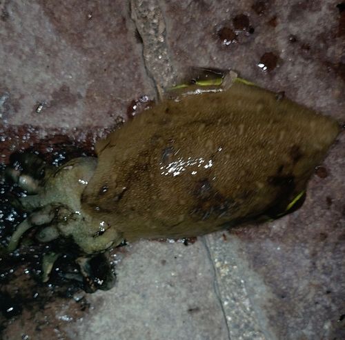 コウイカの釣果