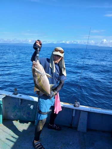 カンパチの釣果