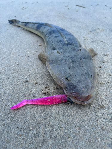 マゴチの釣果
