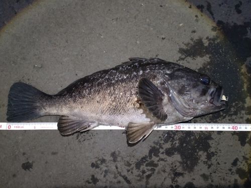 クロソイの釣果