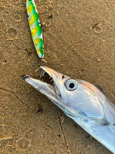 タチウオの釣果