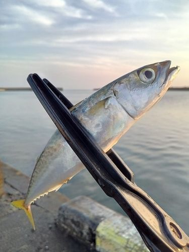 マサバの釣果