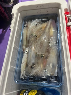 アカイカの釣果