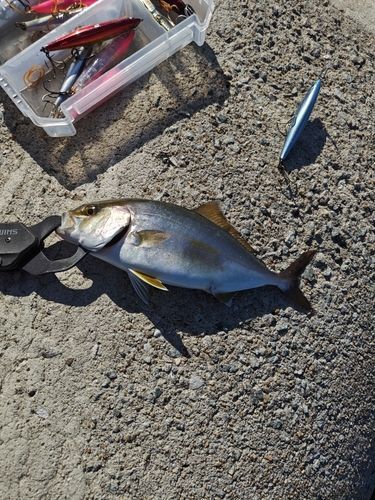 ネリゴの釣果