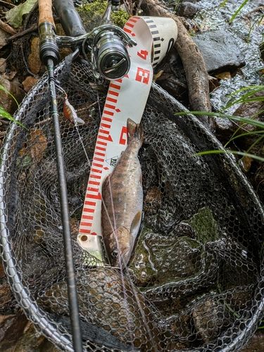 ヤマメの釣果