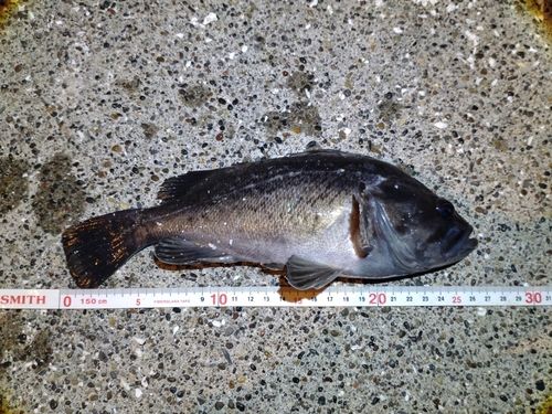 クロソイの釣果