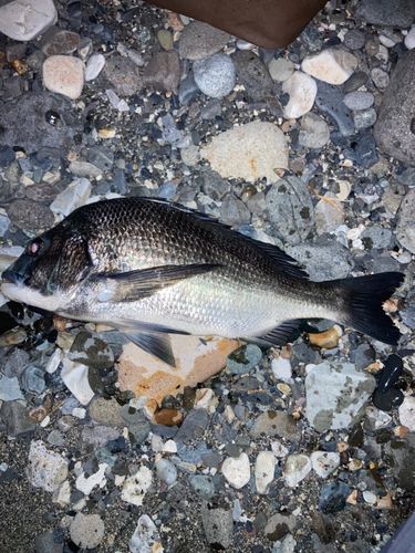 クロダイの釣果