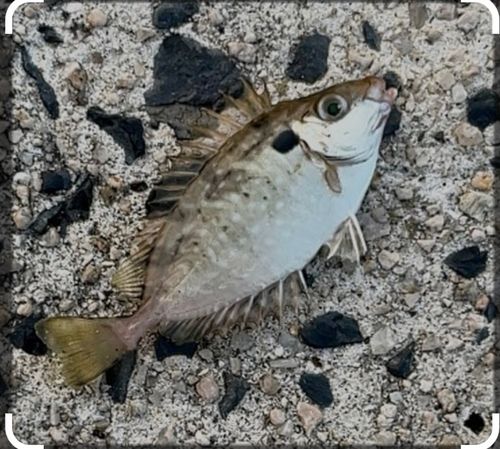 アイゴの釣果