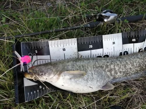 ナマズの釣果
