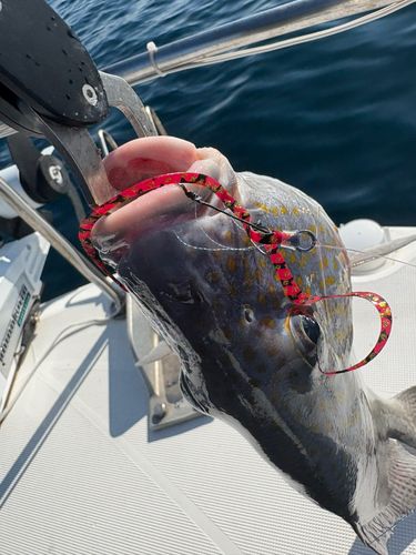 コロダイの釣果