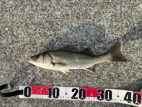 セイゴ（マルスズキ）