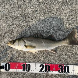 セイゴ（マルスズキ）