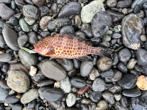 オオモンハタの釣果