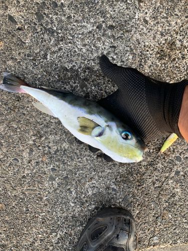 テンジクタチの釣果