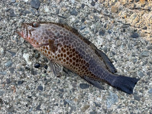 オオモンハタの釣果