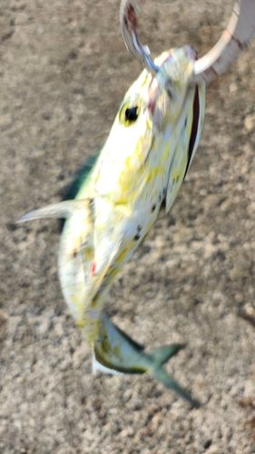 シイラの釣果