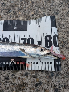 タチウオの釣果