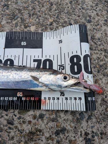 タチウオの釣果