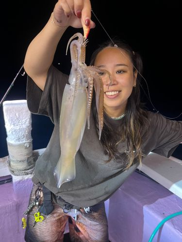 ケンサキイカの釣果