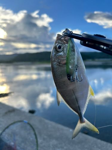 メッキの釣果