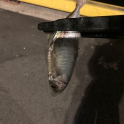 アジ