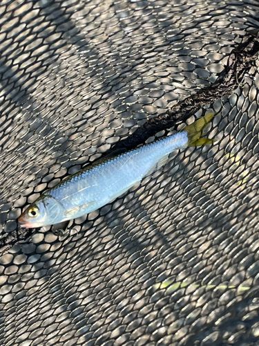オイカワの釣果