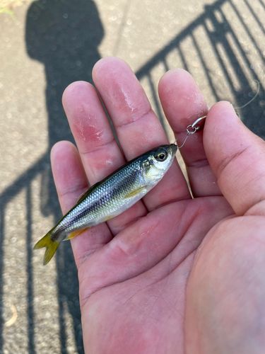 カワムツの釣果