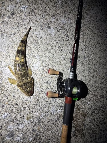 マゴチの釣果