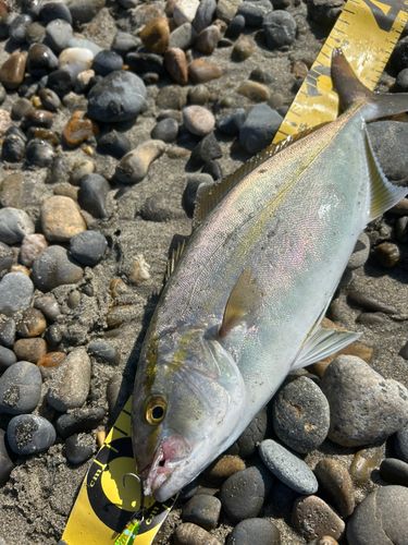 ショゴの釣果