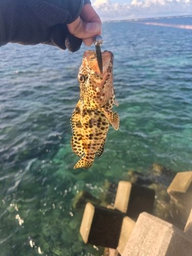 イシミーバイの釣果