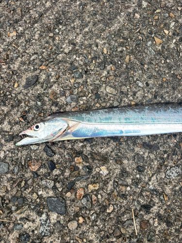 タチウオの釣果