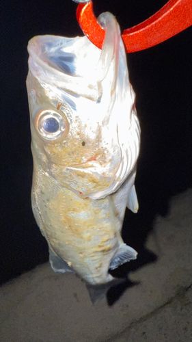 ヒラスズキの釣果