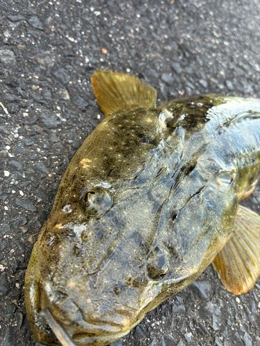 マゴチの釣果